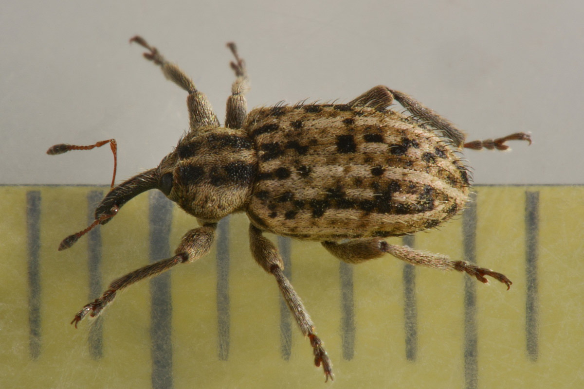 Curculionidae:  Hypera sp?    S, Hypera (Tigrinellus) pastinacae